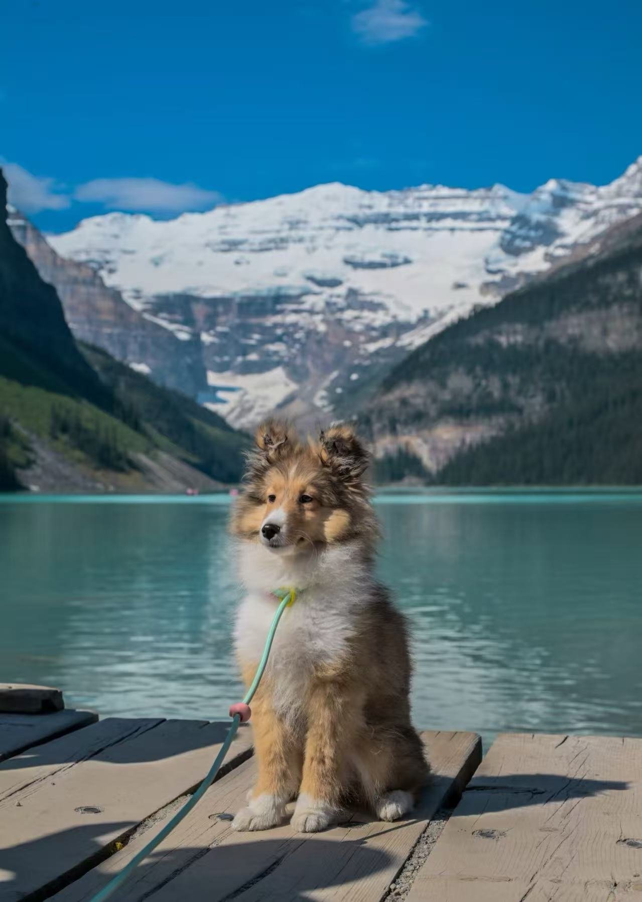 Farewell to Koda | Crossed the Rainbow Bridge with Love and Peace