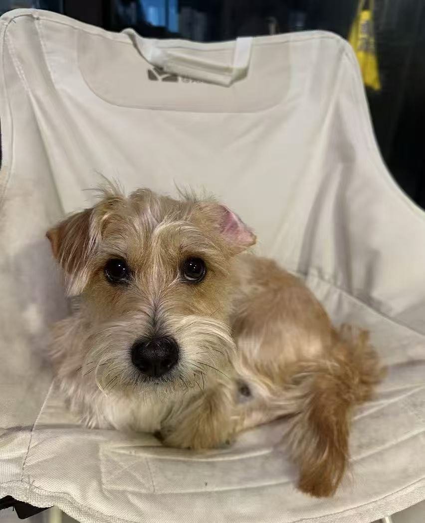 Remembering Luna: A Joyful Life Now Beyond the Rainbow Bridge