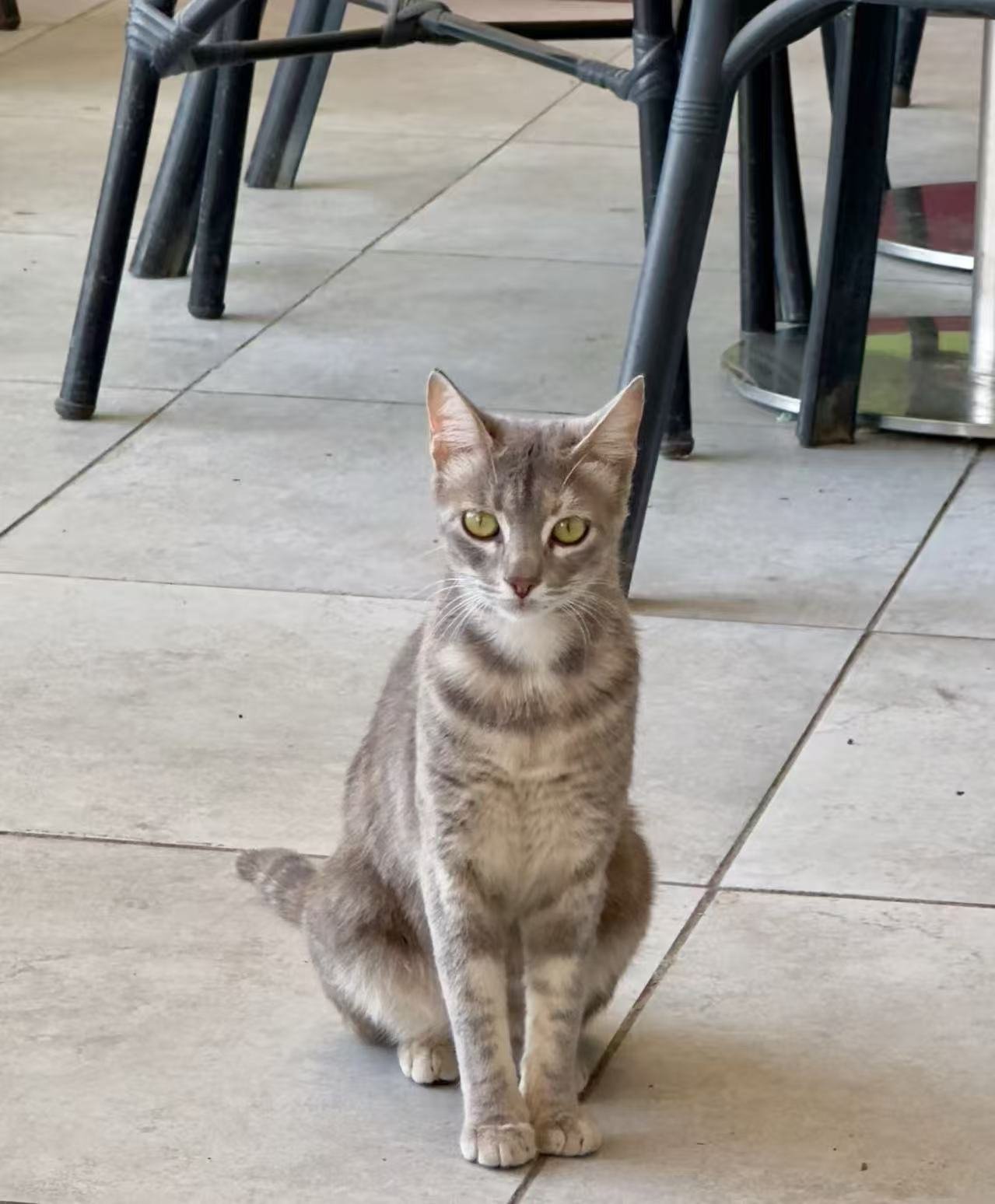 Goodbye Miso: A Rainbow Bridge Letter for Pet Loss and Healing After Cat Death